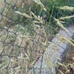 Puccinellia distans Blomst