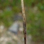 Carex davalliana Blodyn