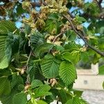 Ulmus glabra Φύλλο