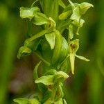 Platanthera stricta Çiçek