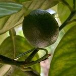 Citrus x paradisi 果実