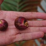 Sclerosperma mannii Frucht