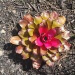 Neoregelia carolinae Листок