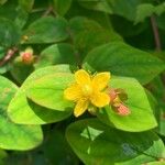 Hypericum androsaemumFlor