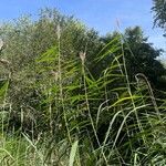 Phragmites australis Blatt