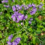 Phacelia bipinnatifida Flower