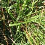 Anthericum ramosum Likasa