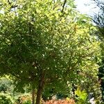 Syringa pubescens Habitat