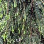 Picea morrisonicola Ліст