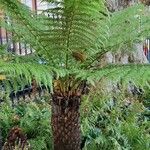 Dicksonia antarctica 整株植物