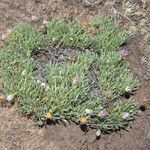 Erigeron elegantulus Habitatea