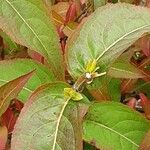 Diervilla sessilifolia Leaf