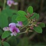 Lespedeza violacea Virág