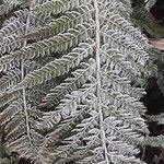 Polystichum aculeatum List