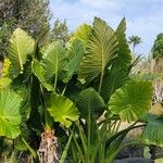 Alocasia macrorrhizos Hábitos