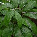 Costus afer Φύλλο