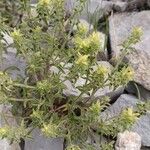 Sideritis montana List