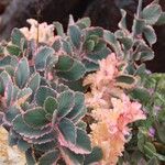 Kalanchoe fedtschenkoi Leaf