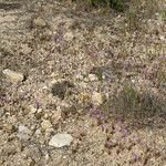 Gilia tenuiflora Habitat