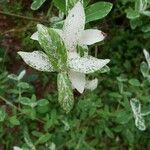 Salix cinerea Leaf