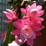 Disocactus phyllanthoides Blüte