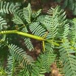 Prosopis juliflora Leaf