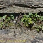Asplenium x alternifolium 形態