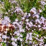 Chromolaena hirsuta Flor