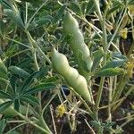 Crotalaria grahamiana List