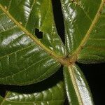 Dendropanax arboreus Blad