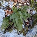 Asplenium exiguum Habit