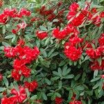 Rhododendron neriiflorum عادت داشتن