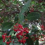 Psychotria capensis Celota