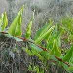 Coriaria myrtifolia Leaf