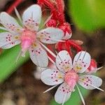 Saxifraga cuneifolia Цвят