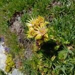 Sempervivum grandiflorum 花
