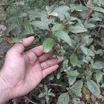 Shepherdia canadensis Leaf