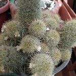 Mammillaria elongataപുഷ്പം