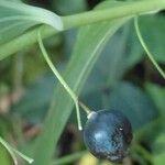 Polygonatum odoratum 果実