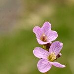 Cardamine crassifolia Flower