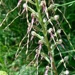 Himantoglossum adriaticum Flower