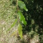 Nothofagus obliqua Hoja