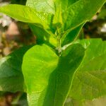 Nyctanthes arbor-tristis Feuille