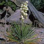 Yucca baileyi ᱛᱟᱦᱮᱸ