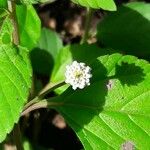 Melanthera nivea Flower