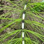 Equisetum telmateiaBlad