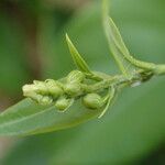 Tristellateia australasiae Flor