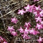 Phlox mesoleuca 整株植物