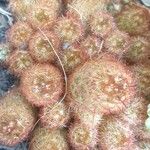 Mammillaria elongata Лист