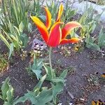 Tulipa gesneriana 整株植物